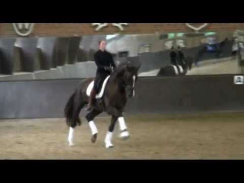 Dressurhengst v. Belissimo