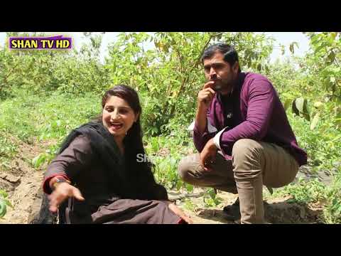 love story of Shan  and saima