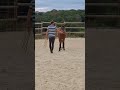 PONEY FRANCAIS DE SELLE