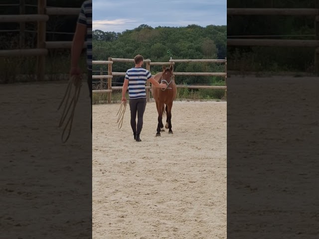 PONEY FRANCAIS DE SELLE 