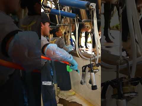 Trabalhador Rural, o profissional que alimenta o mundo | Noticiário Tortuga