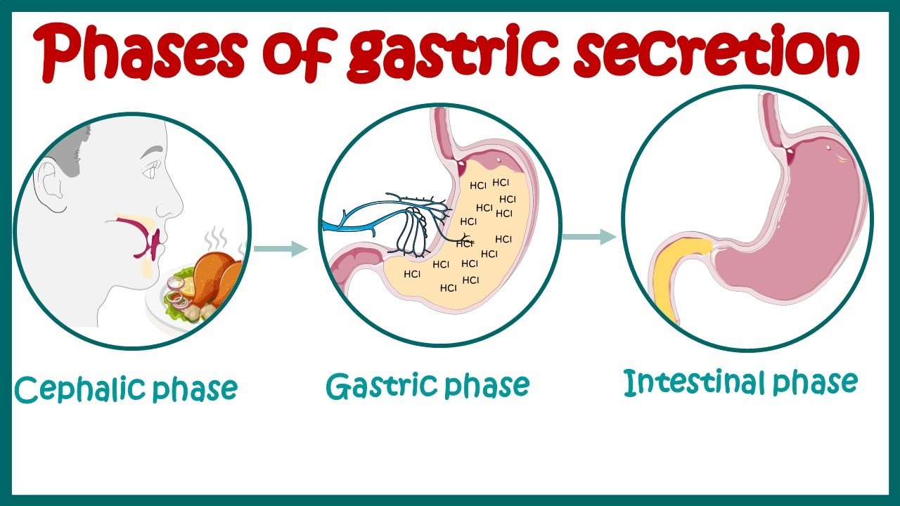 Phases of gastric secretion | Three phases (cephalic, gastric, and intestinal) of gastric secretion