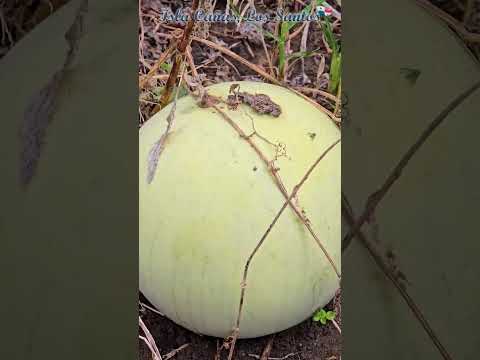 Isla de Cañas, Los Santos, Panamá