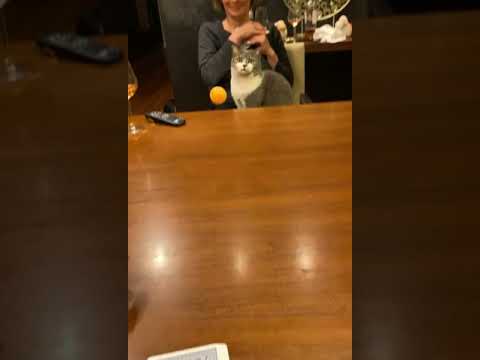 Cat Moves Her Head To Match The Bounce Of Ping Pong Ball - 1187562