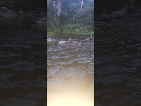 travessia do igarapé do bem longe juruti para hora de levar a boiada de volta