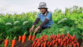 Harvesting carrot root to the Market to Sell  Gardening and growing vegetables! Lucia