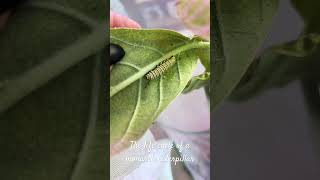 The life cycle of a monarch caterpillar