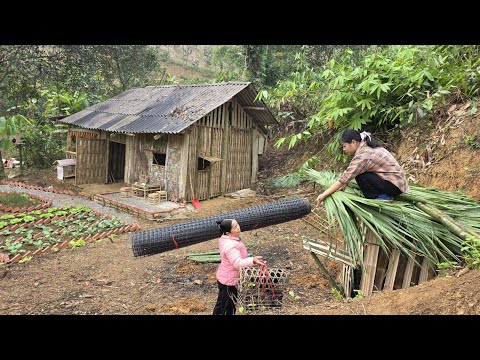 TIEU TIEU focuses on building a new chicken coop - happy and surprised when kind people visit.
