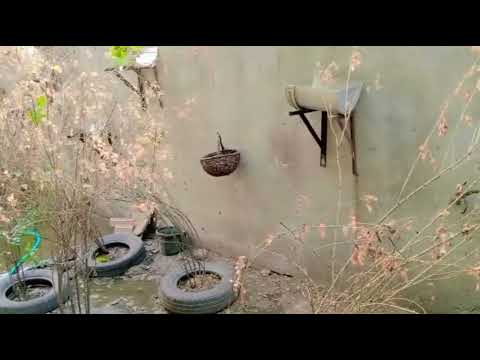 Cat House updates - IMF Animal Shelter House Sialkot