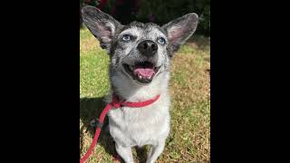 Video preview image #1 Chihuahua-Unknown Mix Puppy For Sale in Corona, CA, USA