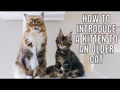 5 Tips on INTRODUCING a Kitten to an Older Cat