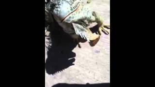 The attack of the iguana
