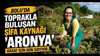 Boluda Toprakla Buluşan Şifa Kaynağı ’Aronya’ Hasat İçin Gün Sayıyor