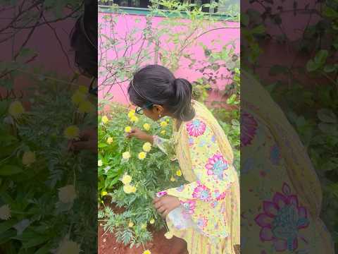 Samanthi Poo | Marigold #flowers #nature #native #plants