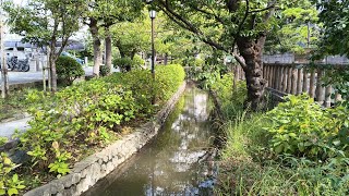 【ニセコイの聖地にもなった】日本初の親水公園の古川親水公園を歩く