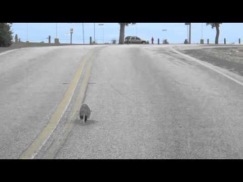 Possum with a Death Wish