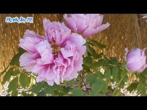 冬の牡丹の世話はどうすればいいですか？彼らを守るための手順を見つけてください!  庭園