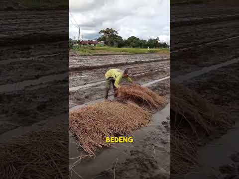 Petani Ini Tidak Pernah Membajak Sawahnya, Tapi Panennya Naik 30%!#shorts