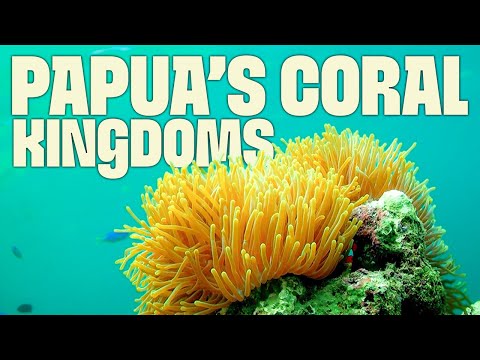 Papua Beneath the Surface | FULL DOCUMENTARY | Wild Indonesia | @UltimateNatureDocs