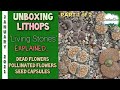 Lithops/Living Stones UNBOXING (4 plants) with Seed Capsules! PART 1 of 2