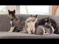 Siberian Husky dogs for sale: Bandit - Video 1