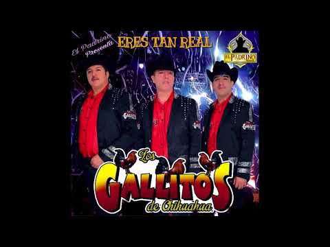 QUE DURO ES LLORAR - LOS GALLITOS DE CHIHUAHUA