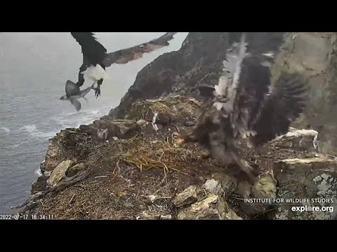 Two Harbors 🐦 Chase Brings In A LIVE FLYING FISH For Lancer! 🐠 7.17.22