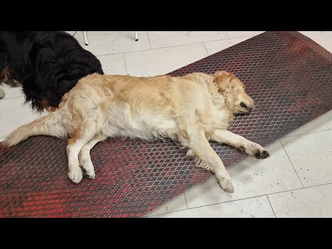 Bernese Mountain Dog and Golden Retriever from Bibimotos
