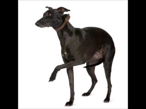 Whippet