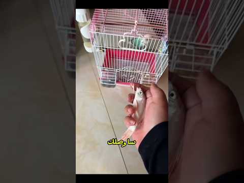 🐟😂 رحلة السمكة المرحة بين البيوت الخاطئة! وأخيرًا وجدت منزلها الصحيح! 🏠💦🔥