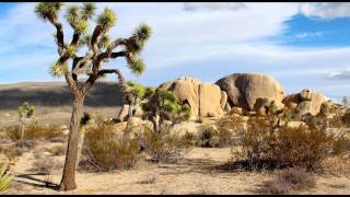 Sounds of the Mojave Desert - Wind Through Tree