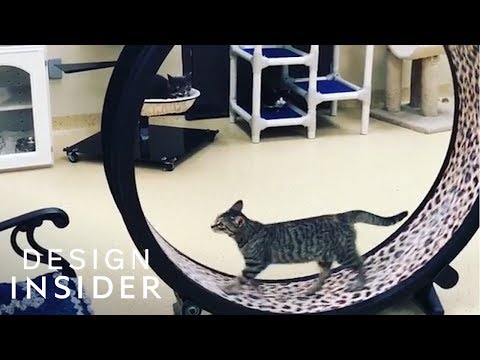 Cats Can Keep Active On This Exercise Wheel