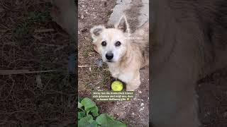 Micky liebt Bälle (vermittelt) #vermittlung #tierschutz #tierschutzistliebe #doglovers #doglover