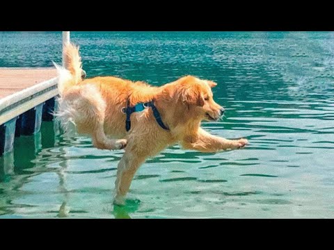Funniest Golden Retrievers of All Time 🤣 Dogs That Make You Laugh