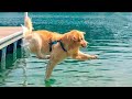 Funniest Golden Retrievers Of All Time Dogs That Make You Laugh