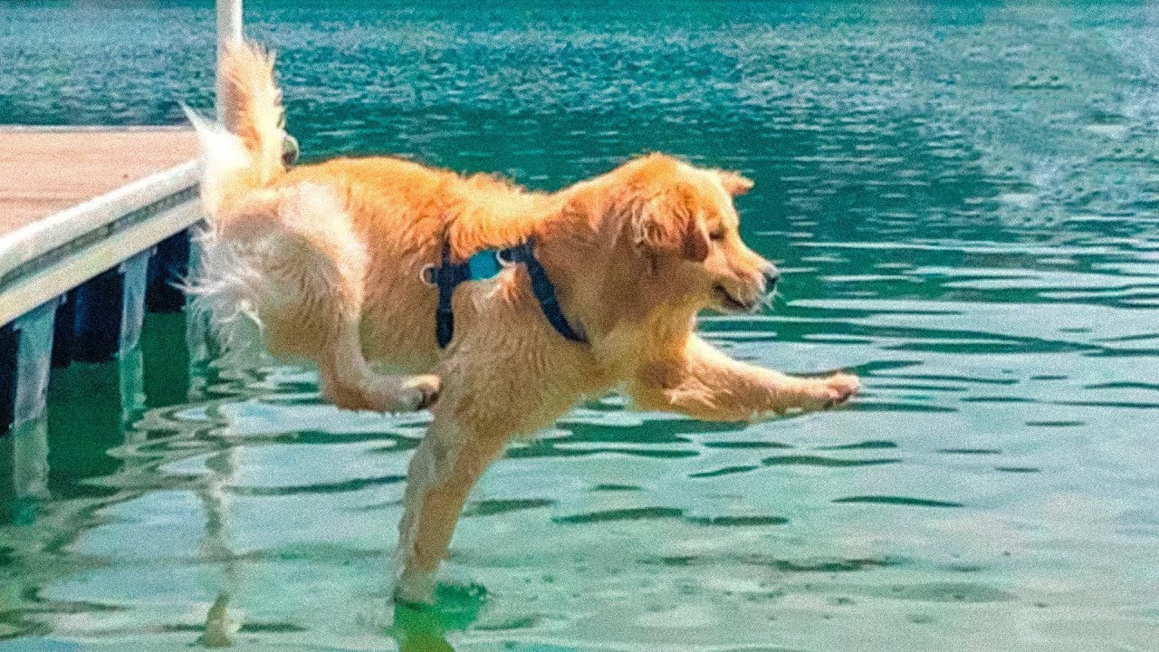 Funniest Golden Retrievers of All Time 🤣 Dogs That Make You Laugh