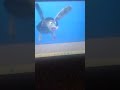 Finding Nemo 2003 Turtle Scene