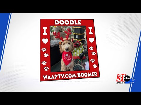 Wag Your Tail Wednesday - YouTube