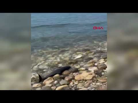 🐬 Kurucaşile sahilinde üzen görüntü...