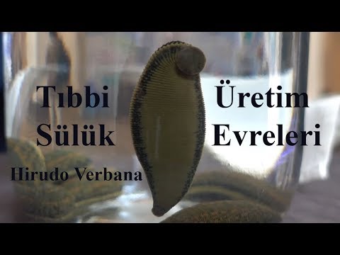 Tıbbi Sülük Üretim Evreleri - Hirudo Verbana