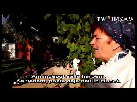 Ziua Prunelor la Turnu- jud. Arad #Maghiară @TVR Timişoara