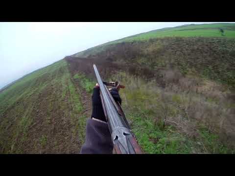 **** Hunting Partridge **** **** Gjuetia e Thëllëza e fushës ****