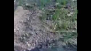 (leehan)  mousie killing fight