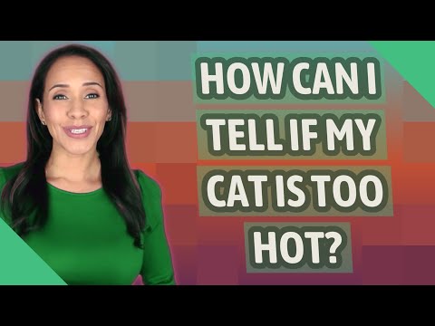 How can I tell if my cat is too hot?