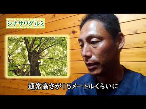  2月にクルミの木を剪定できますか? 「はい」の場合、どのように操作しますか? 2024 年のガイド  庭園