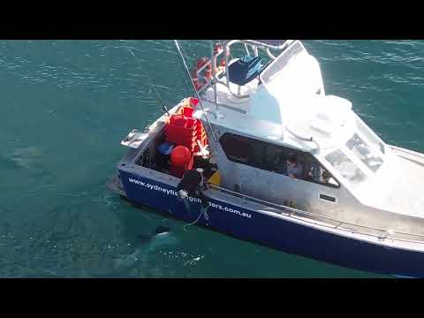 Tiger Shark inhumanely treated on Collaroy Beach Drum-line on Sydney's Northern Beaches