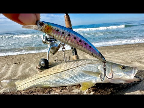 Beach fishing for bass with a minnow || Jerkbait || Midwater fishing. Shore fishing.