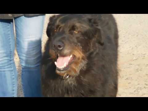 Gassi in Oberissigheim