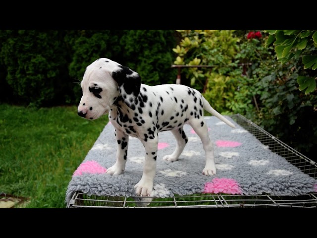 Dalmatian puppy for sale