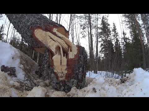 Metsolan Metsäkoulu 257 - Kehittelin oman kaatokolon, miten se toimii?